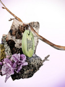 Setti; Tempputehtävät & Onko totta, että - tehtävät avainrenkaassa