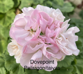 Dovepoint