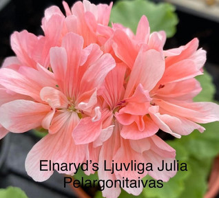 Elnaryds Ljuvliga Julia