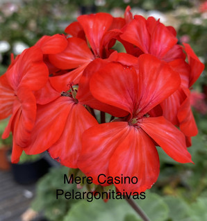 Mere Casino