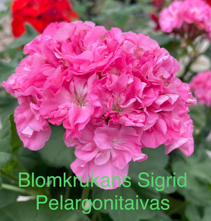 Blomkrukans Sigrid