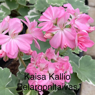 Kaisa Kallio