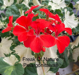 Freak of Nature
