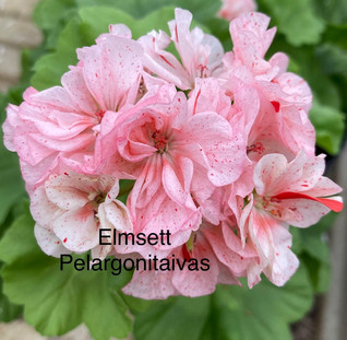 Elmsett