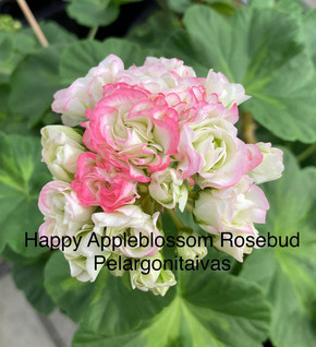 Happy Appleblossom Rosebud