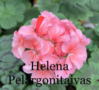 Helena