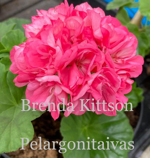 Brenda Kittson