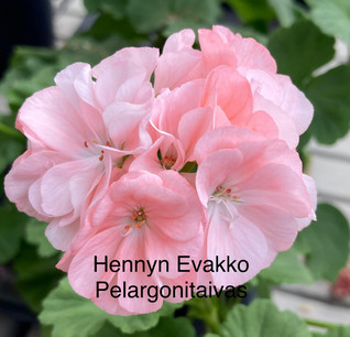 Hennyn Evakko