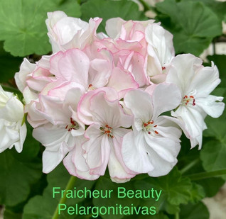 Fraicheur Beauty