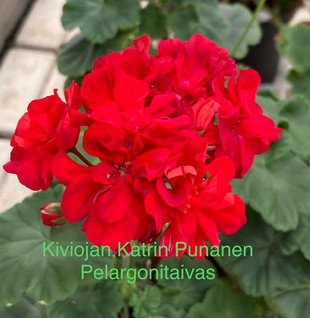 Kiviojan Katrin Punanen
