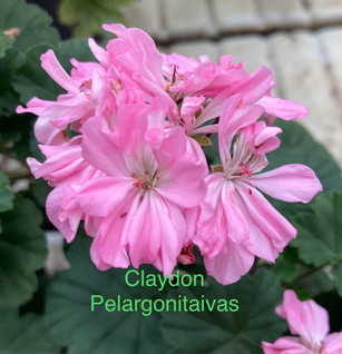 Claydon
