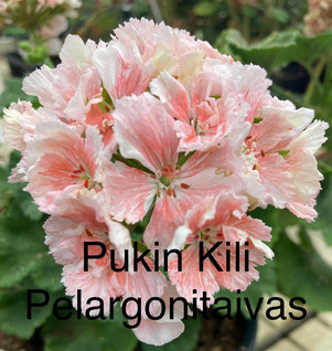 Pukin Kili