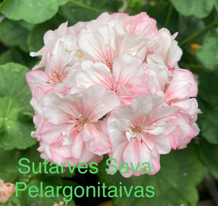 Sutarves Sava