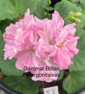 Gammal Botan