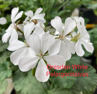 Dresden White