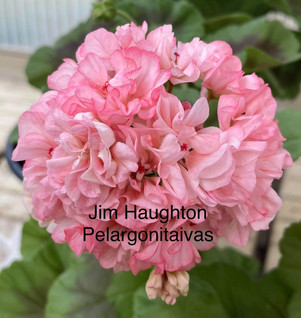 Jim Haughton