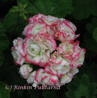 Appleblossom Rosebud