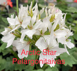 Arctic Star