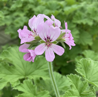 Attar of Roses