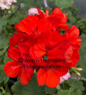 Chavarri Hermanos
