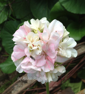 Cook’s Peach Blossom