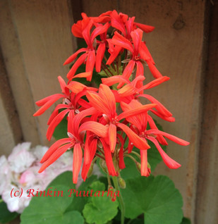 Cook’s Red Spider