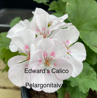Edward’s Calico