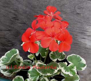Flower of Spring
