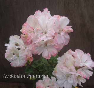Jip’s Rosy Glow