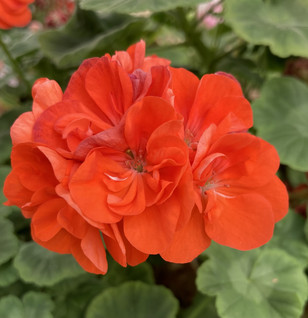 Meadowside Orange