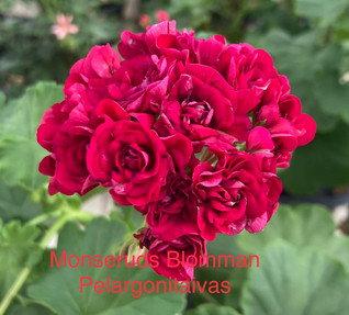 Monsruds Blomman