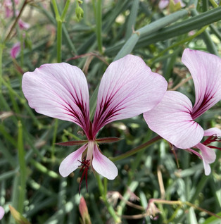 P. tetragonum