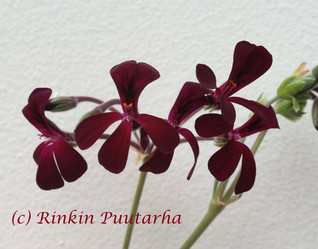 P. sidoides