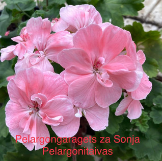 Pelargongaragets ZA Sonja