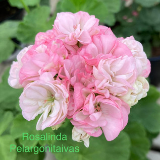 Rosalinda