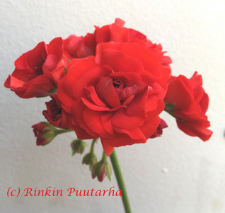 Scarlet Rambler