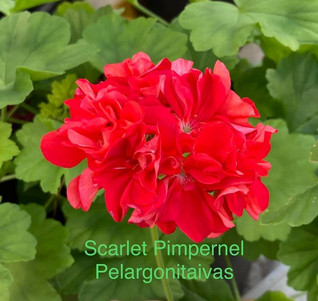Scarlet Pimpernell