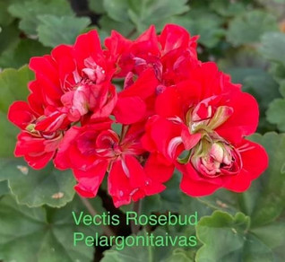 Vectis Rosebud