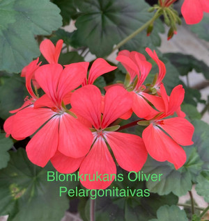 Blomkrukans Oliver