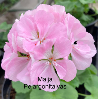 Maija