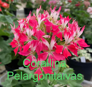 Corallina