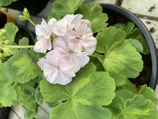 Variegated Lorelei