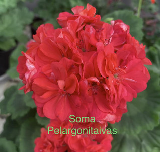 Soma