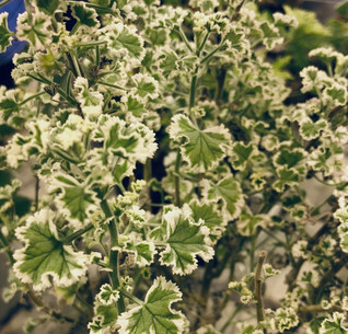 P. crispum ’Variegatum’