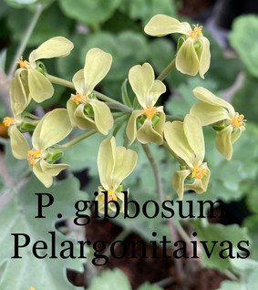 P. gibbosum
