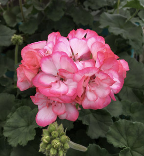 Pelargoni Bunny Strawberry Ice 3 kpl