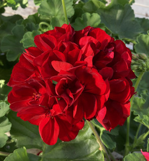 Pelargoni Calliope Dark Red 3 kpl
