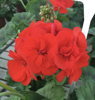 Pelargoni Galaxy Red 3 kpl