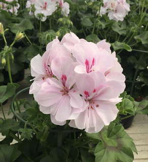 Riippapelargoni Temprano White Blush 3 kpl
