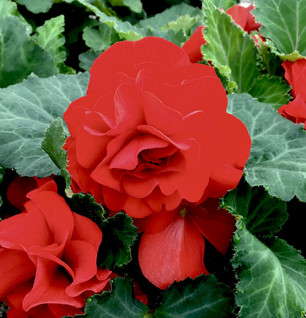 Mukulabegonia Mocca Scarlet 3 kpl